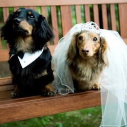 犬の結婚式