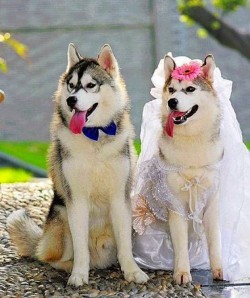 犬の結婚式２